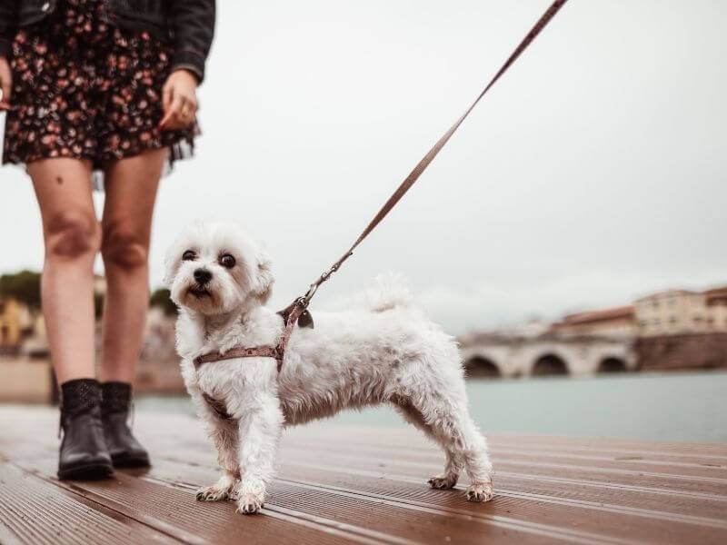 Hund an Leine laufen gewöhnen