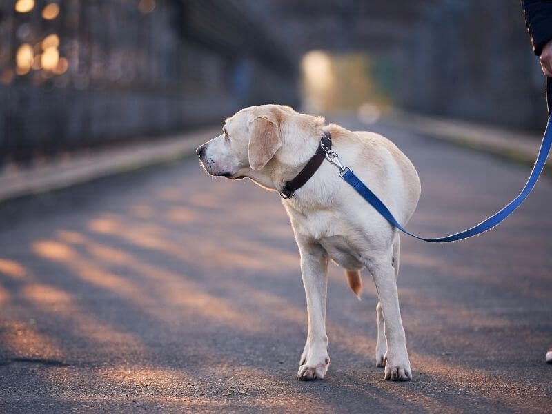 Hund an die Leine gewöhnen