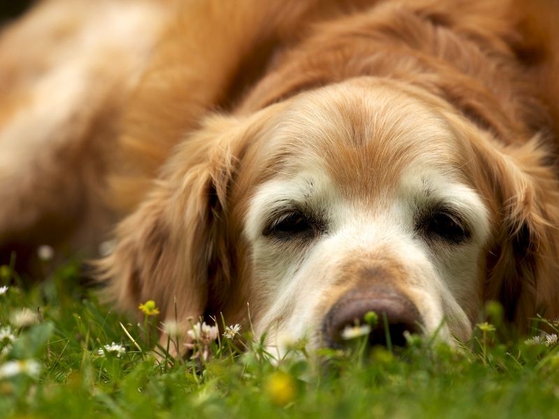 Hund und Hitze - Alte Hunde