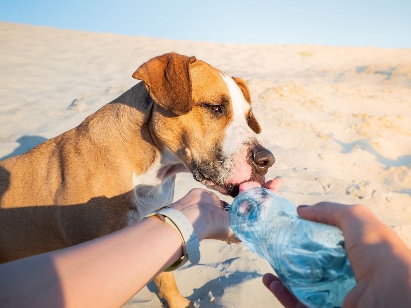 Hunde bei Hitze - Hitzschlag