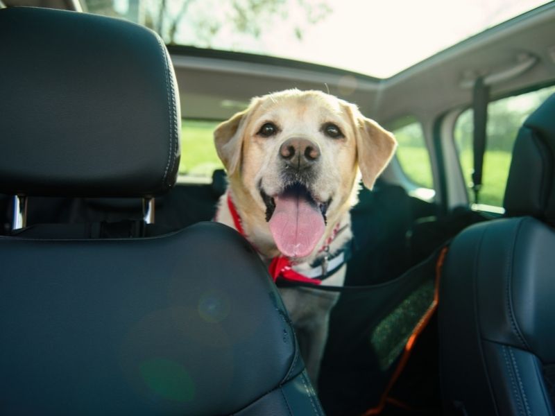 Hunde bei Hitze - Im Auto