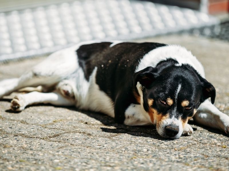 Hunde bei Hitze Hunde bei Hitze
