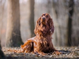 Irish Red Setter charakter