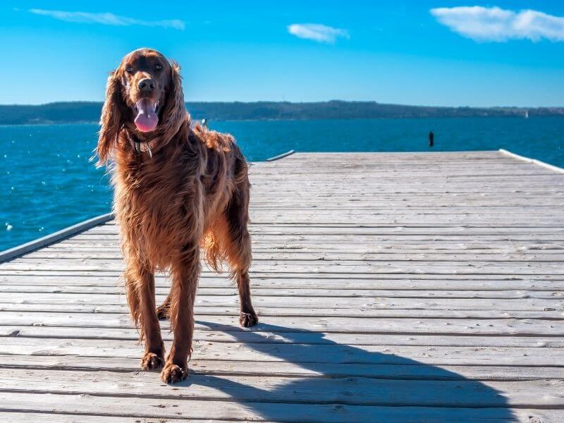 Irish Red Setter größe