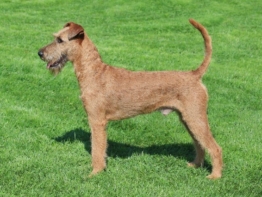 Irish Terrier charakter