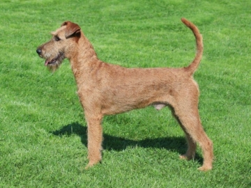 Irish Terrier charakter