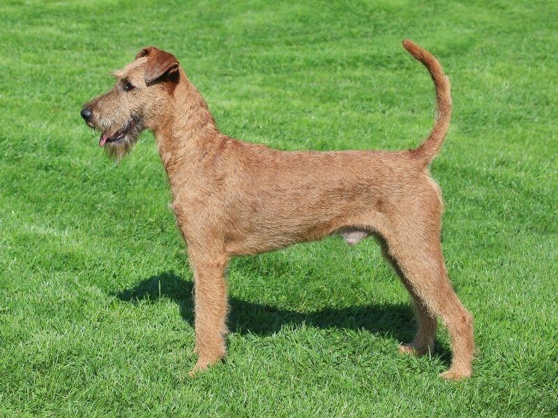 Irish Terrier 19 Irish Terrier charakter