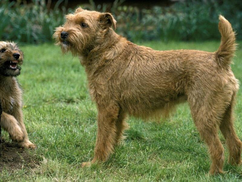 Irish Terrier 22 Irish Terrier kaufen