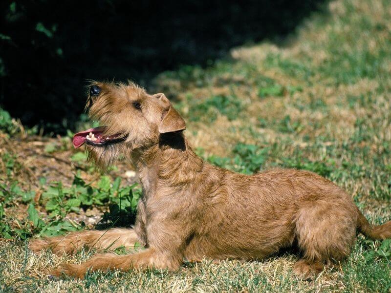 Irish Terrier 21 Irish Terrier welpen