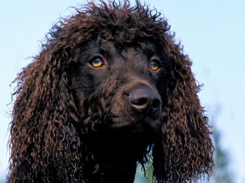 Irish Water Spaniel 19 Irish Water Spaniel charakter