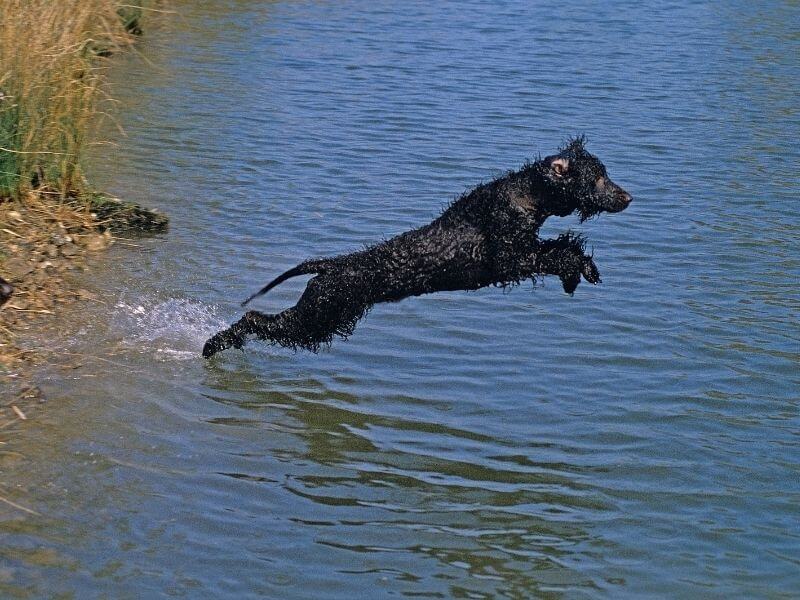 Irish Water Spaniel größe