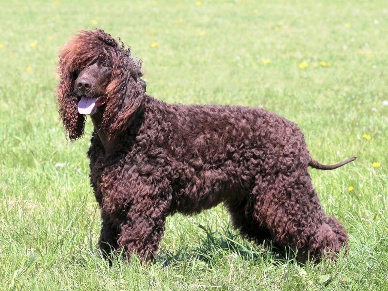 Hunde mit langen Ohren Irish Water Spaniel Irish Water Spaniel kaufen