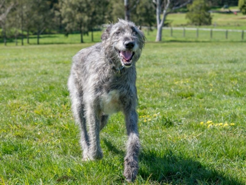 Irish Wolfhound charakter