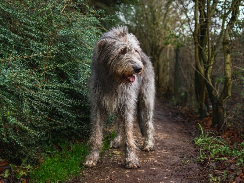 Irish Wolfhound größe