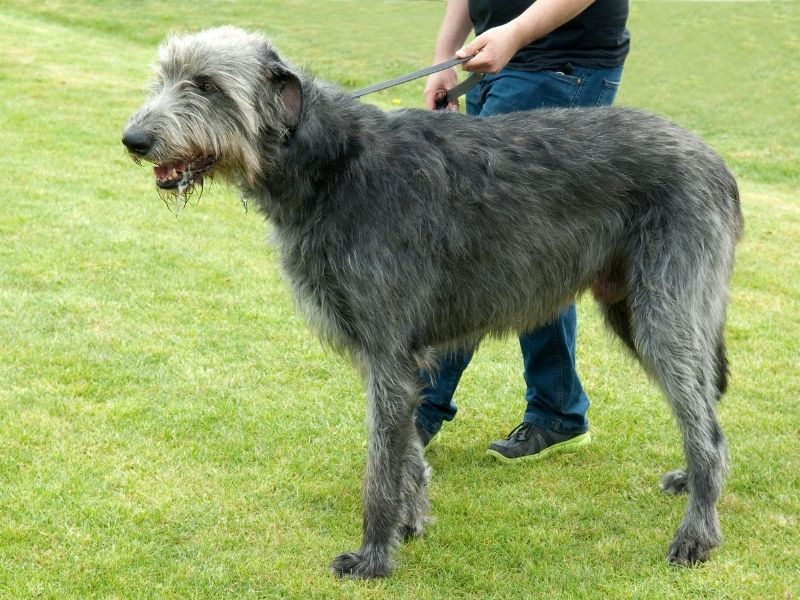 Irish Wolfhound 22 Irish Wolfhound kaufen