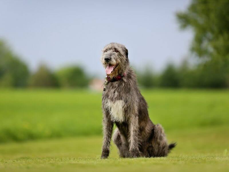 Irish Wolfhound welpen