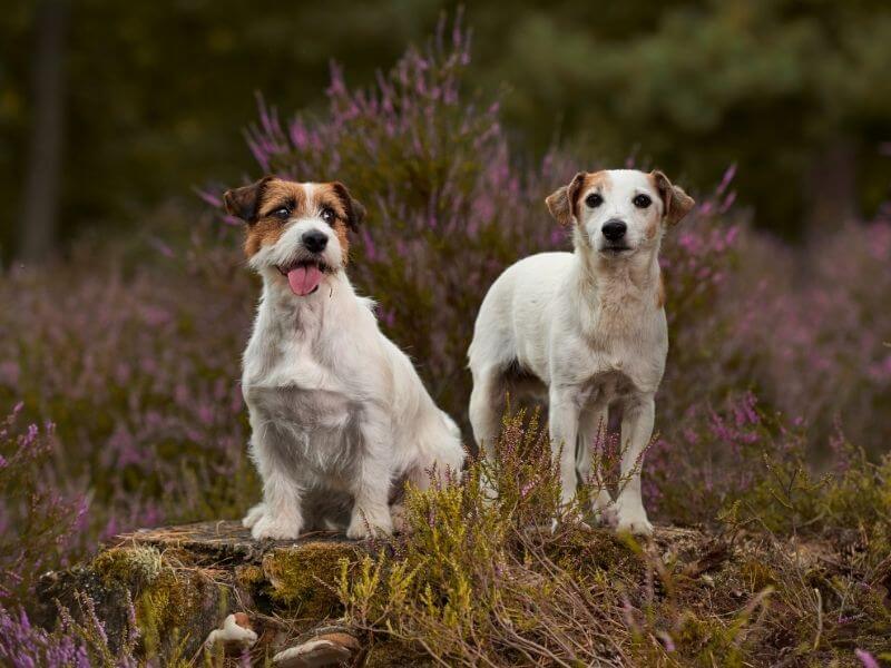 Englische Hunderassen Jack Russell Terrier charakter
