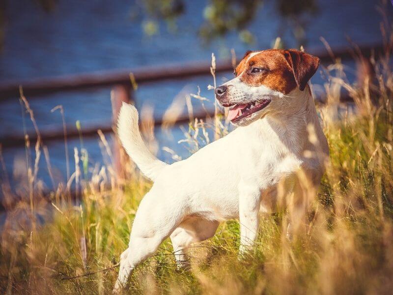 Jack Russell Terrier 21 Jack Russell Terrier erziehung