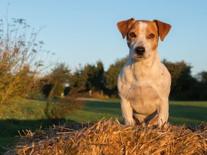 Jack Russell Terrier größe