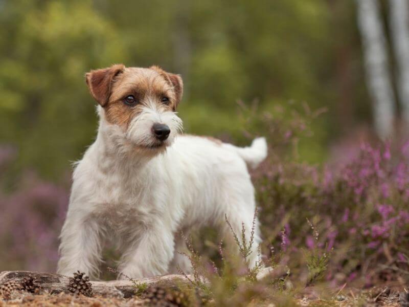 Jack Russell Terrier 22 Jack Russell Terrier kaufen
