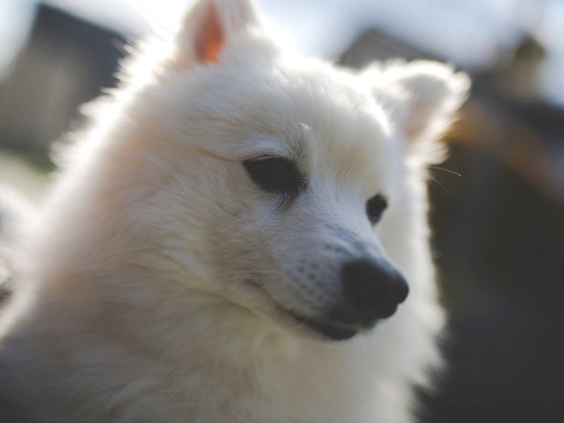 Japan Spitz charakter Japan Spitz charakter