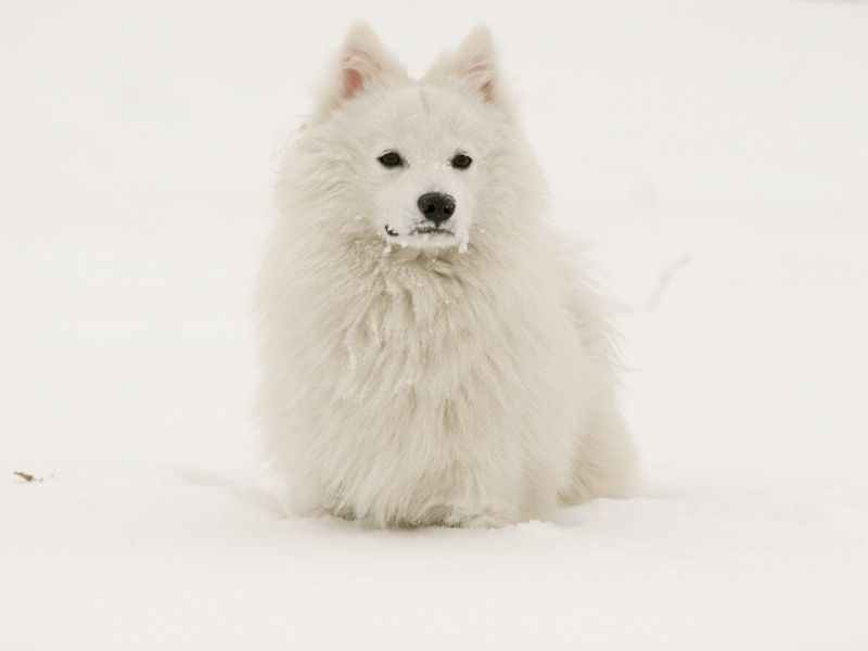 Japan Spitz erziehung