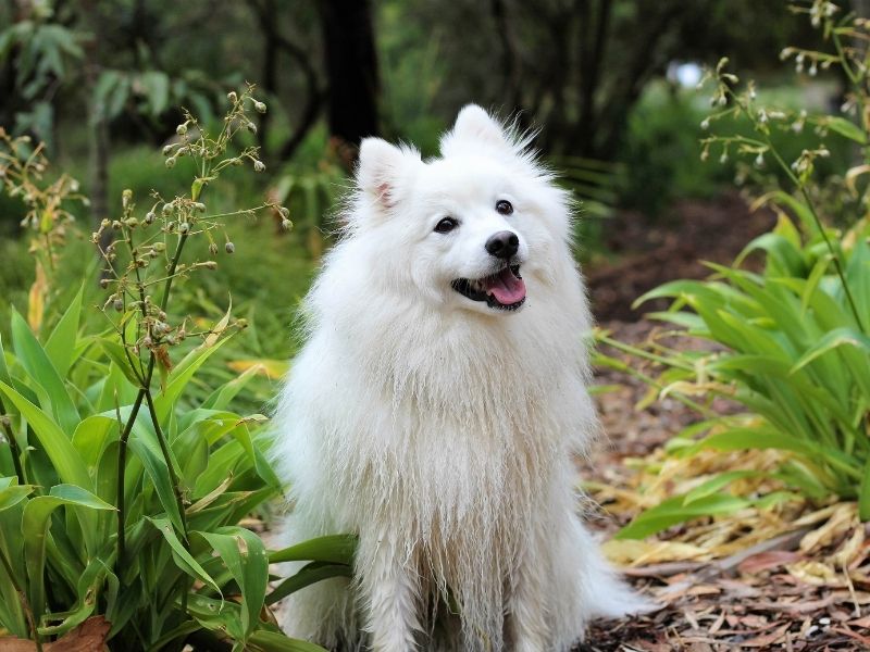 Japan Spitz welpen Japan Spitz welpen