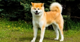 Japanischer Akita größe