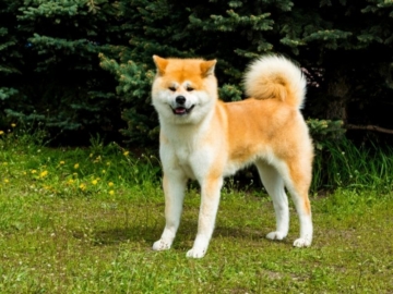 Japanischer Akita größe