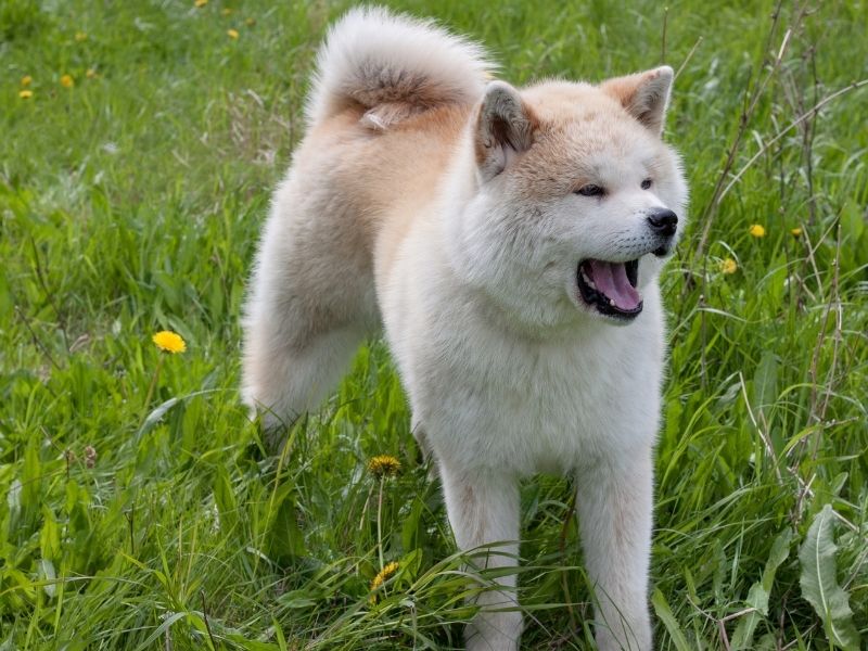 Japanischer Akita welpen