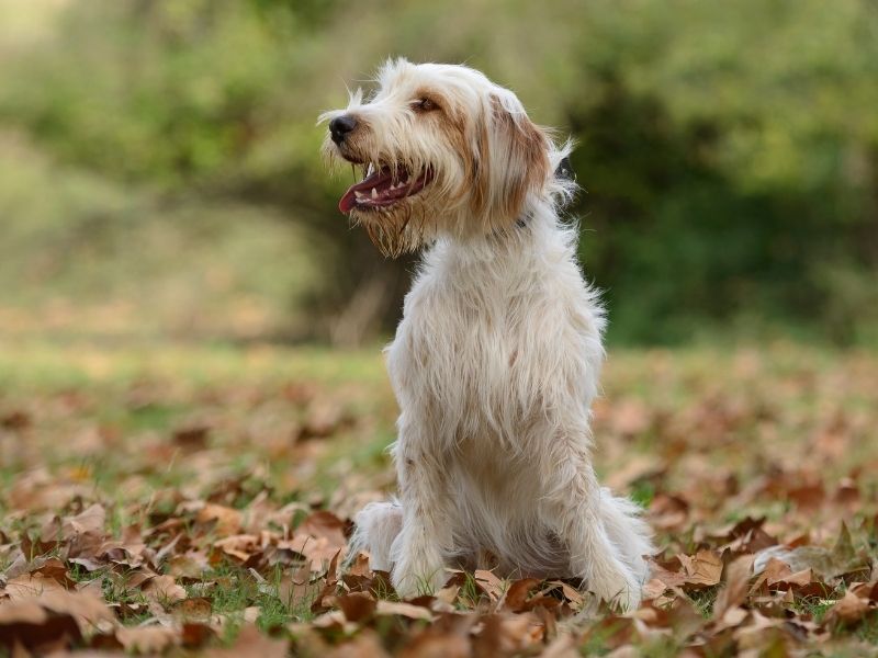 Katalanischer Schäferhund erziehung