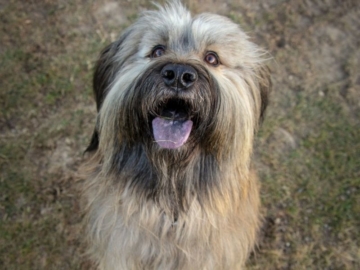 Katalanischer Schäferhund größe