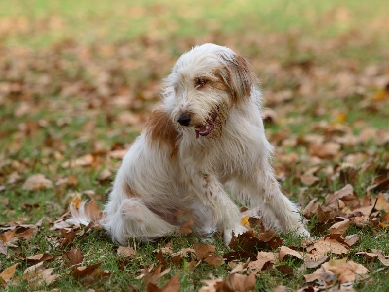 Katalanischer Schäferhund welpen
