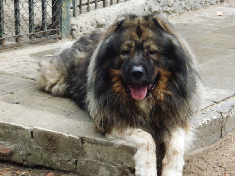 Kaukasischer Schäferhund charakter