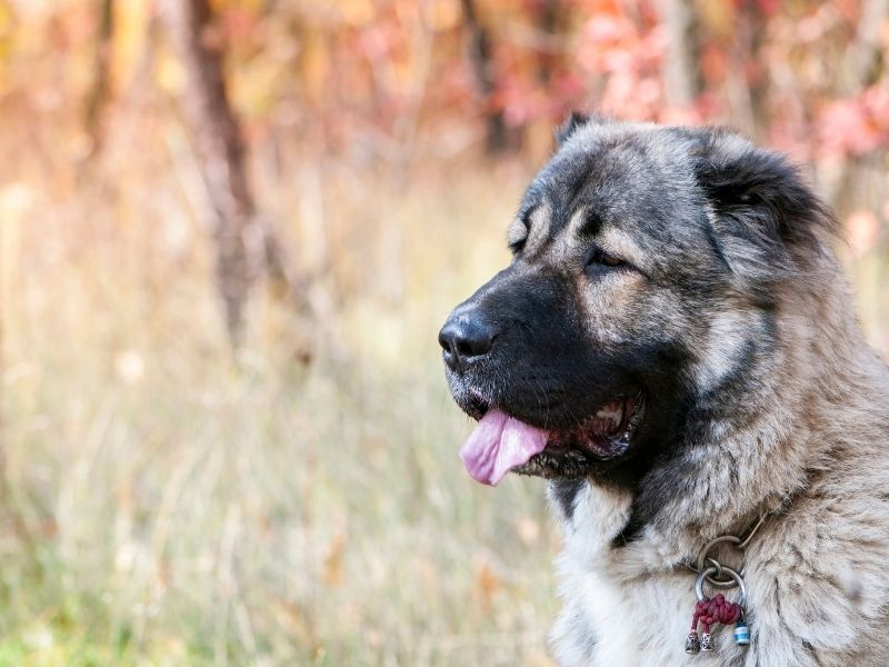 Kaukasischer Schäferhund erziehung