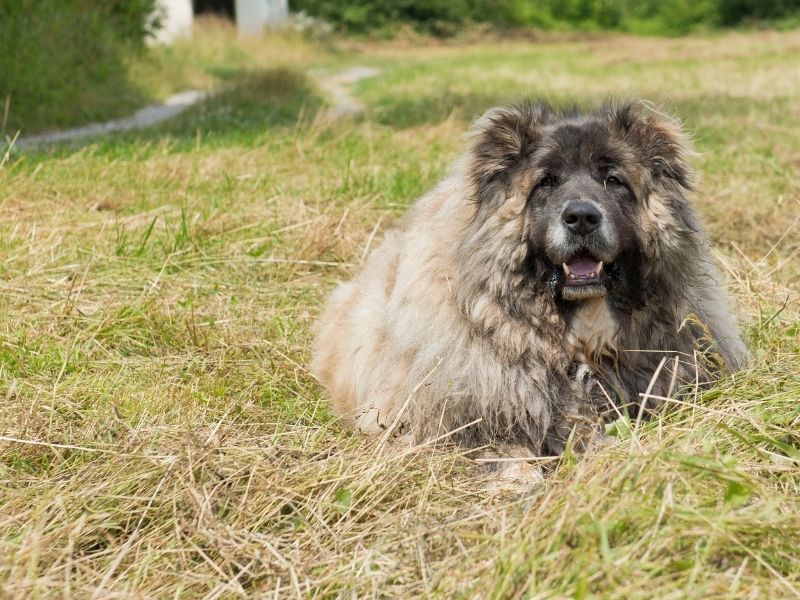 Kaukasischer Schäferhund kaufen