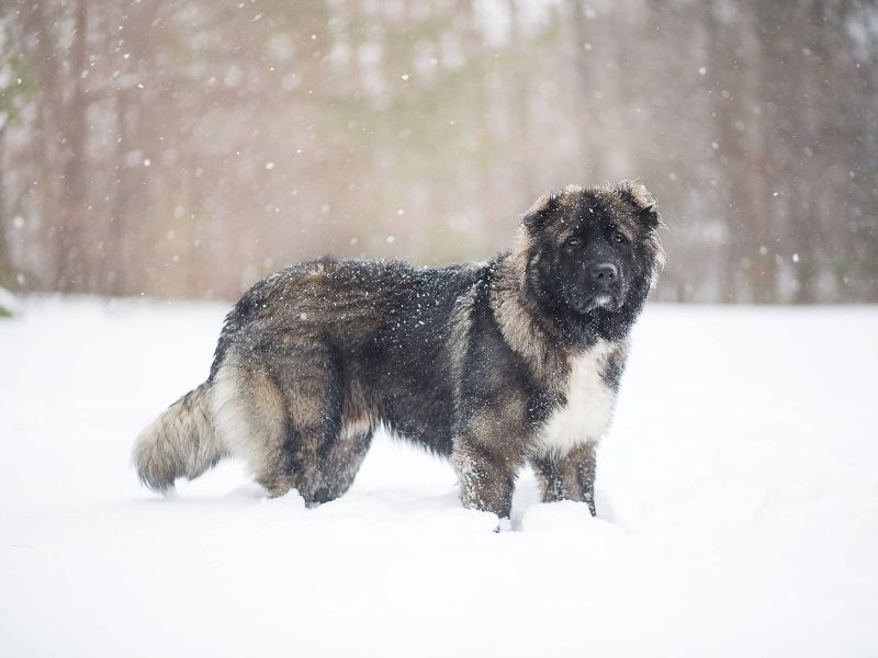 Kaukasischer Schäferhund welpen