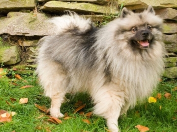 Keeshond charakter - Wolfsspitz