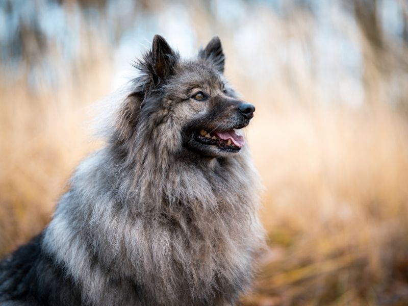 Keeshond Größe - Wolfsspitz