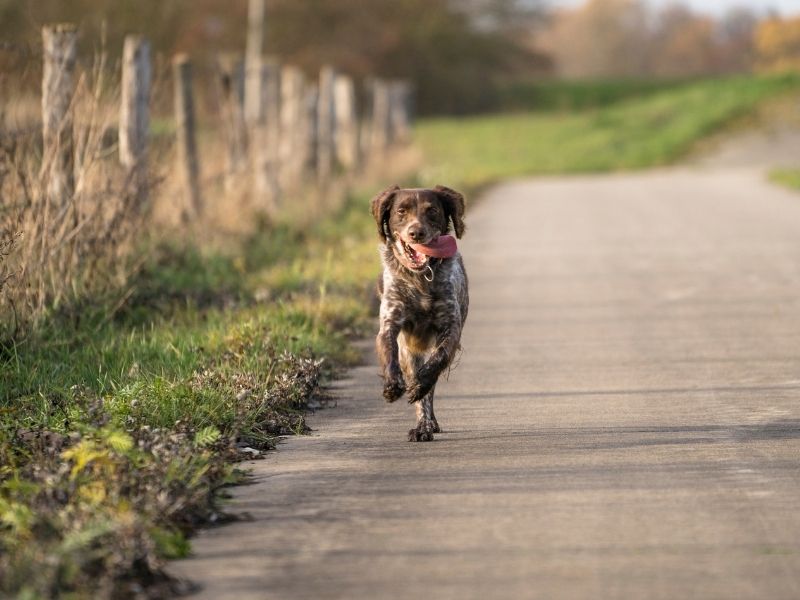 Kleiner Münsterländer größe