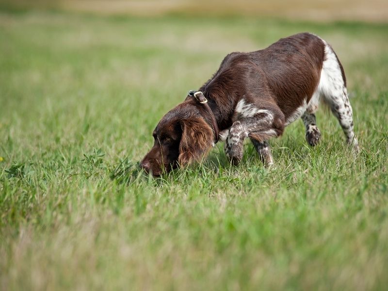 Kleiner Münsterländer welpen