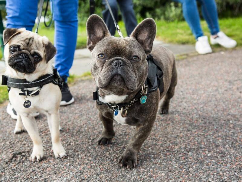 Mit zwei Hunden an der Leine gehen