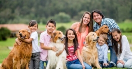 Welcher Hund ist der beste Familienhund