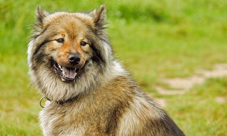 Eurasier 19 eurasier Charakter