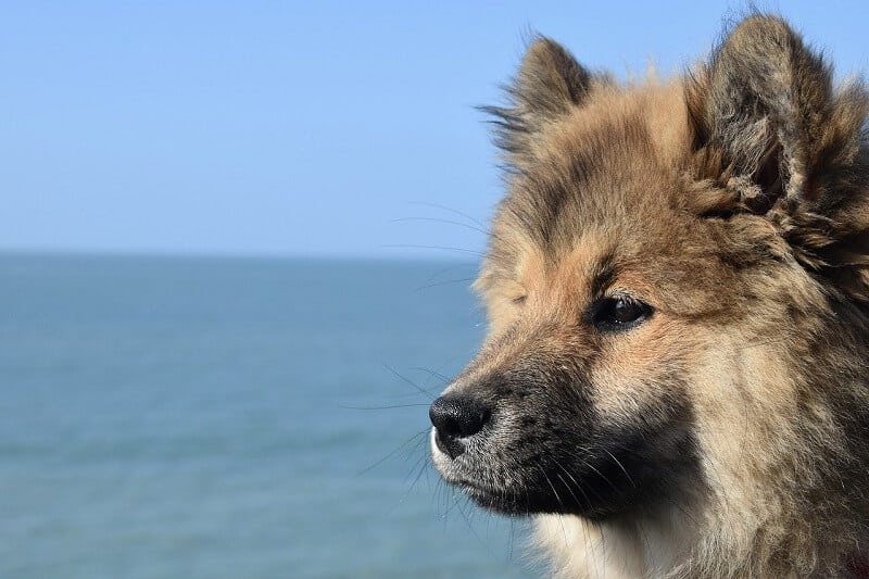 Eurasier 21 eurasier erziehung