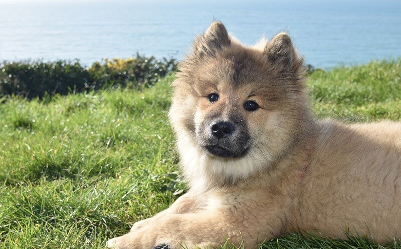 Eurasier 20 Eurasier Größe
