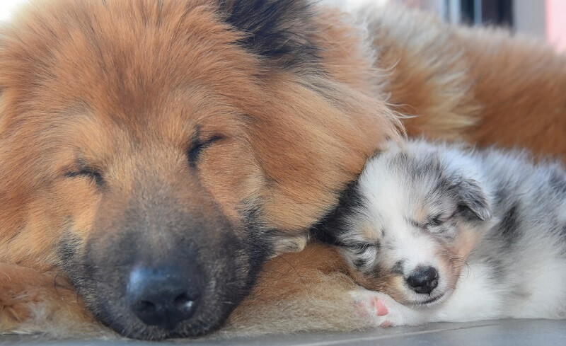 Eurasier 22 eurasier kaufen