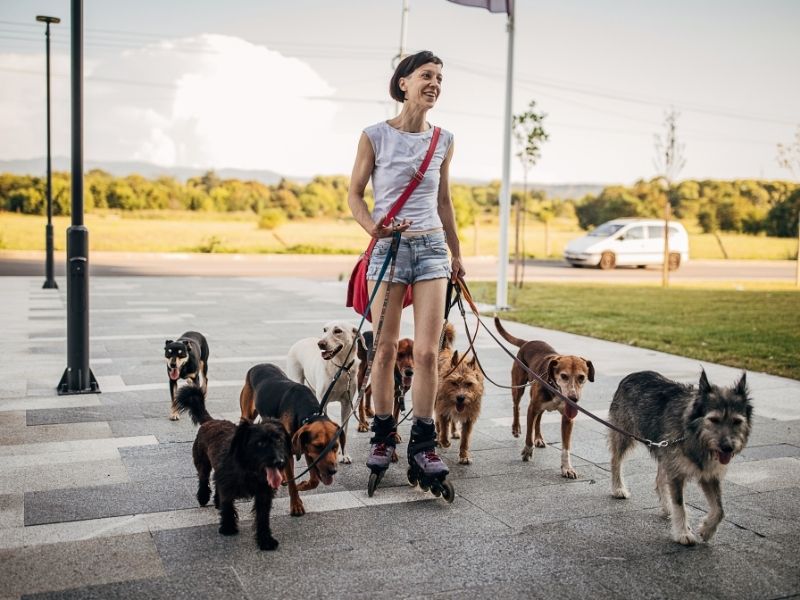 Dogwalker Ausbildung