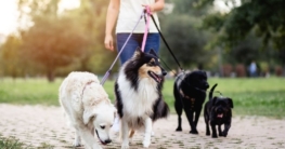 Dogwalker werden