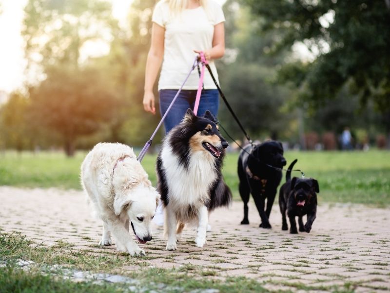 Dogwalker werden